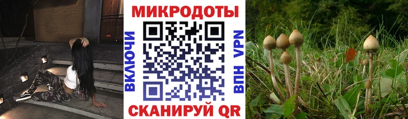 где купить   Шилка  blacksprut tor  Псилоцибиновые грибы Cubensis 